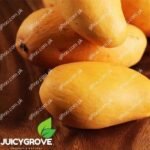 Nawab Puri Mango (Late Variety)– Tentative Date 20TH Aug gift delivery in Pakistan