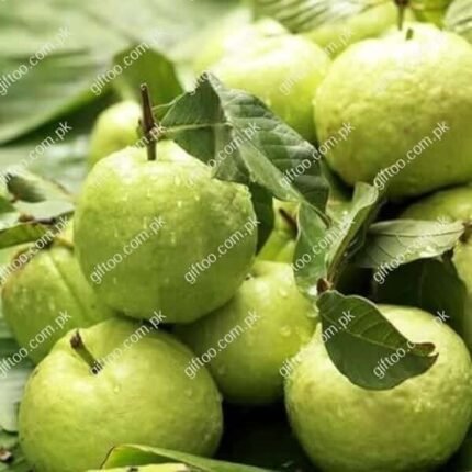 Premium Quality Guava Fruit gift delivery in Pakistan