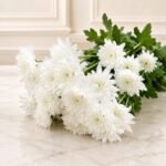 White Imported Daisies in Lahore